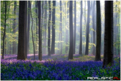 Fairy fields