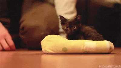 Follow That Squee!