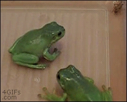 Frogs