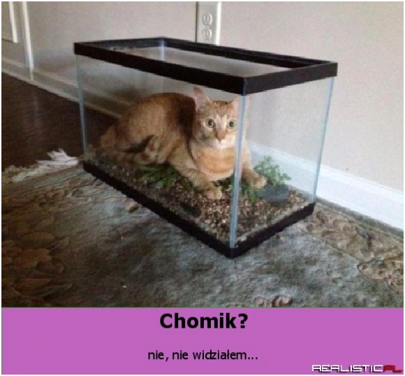Gdzie jest chomik ?!