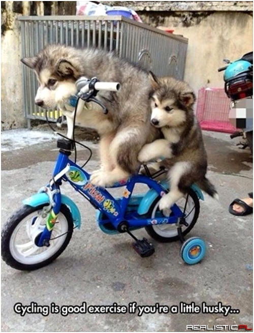 Get Ready to Pull Those Sleds!