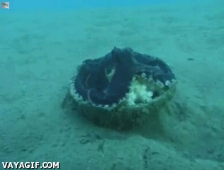 Go Go Gadget Coconut Shell!
