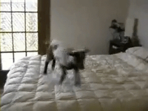 Goats are funny
