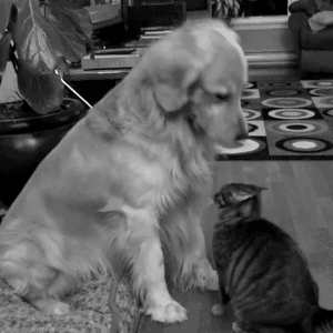Good kitty