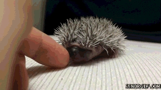 Hedgehog Tastes a Finger