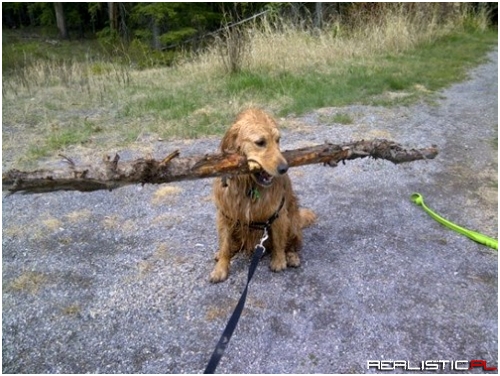 I Found a Stick