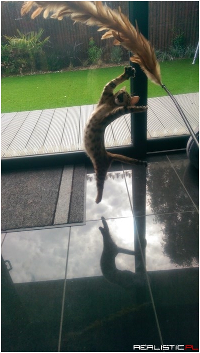 I'm Fabulous!