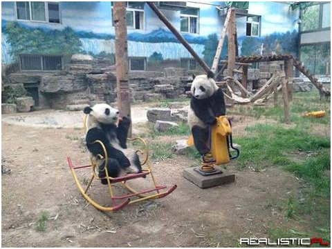I'm fairly certain pandas are just an extremely elaborate hoax