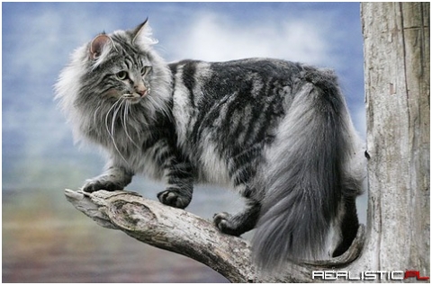 Kitty
