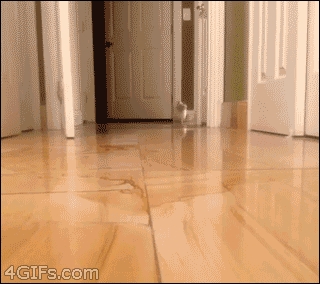 Kitty