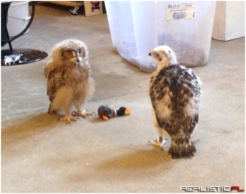 Little Owl and Hawk Babies Have a Play Date