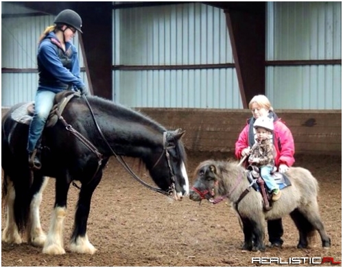 Little Pony for a Little Person