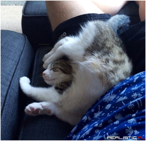 Looks Comfy...