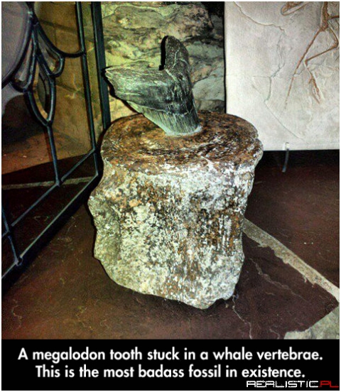 Megalodon