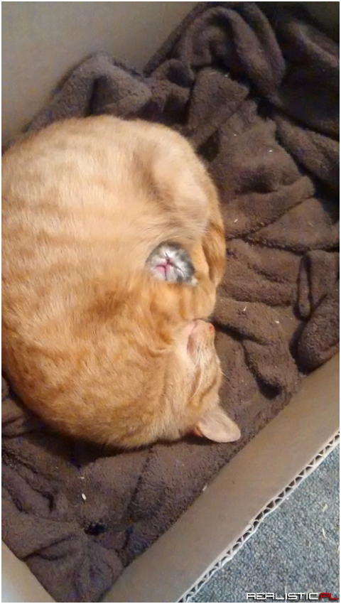 My cat guarding her first and only baby