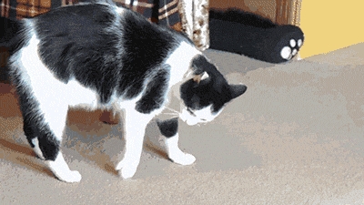 My cat HAS to do that