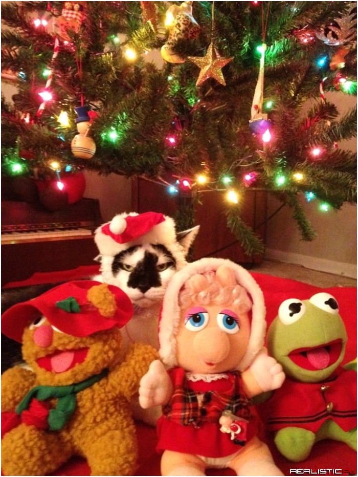 Najszczęśliwszy kot na świecie