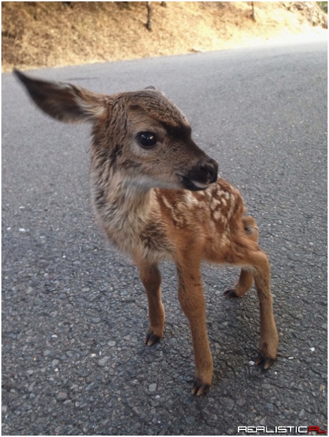 New born deer