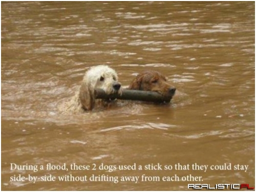 Not Just Loyal to Humans