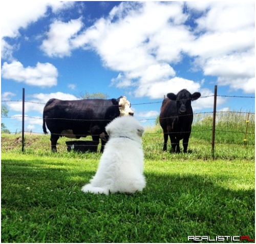 One of Those Fluffy Clouds is on the Ground!