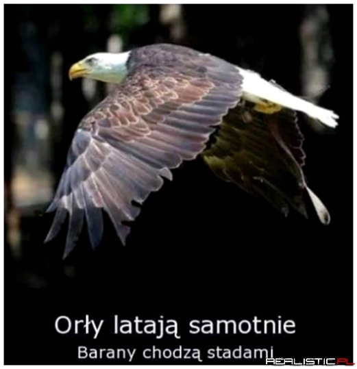 Orły i barany