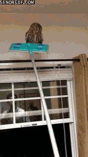 Owl Go Outside