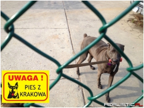 Pies z Krakowa