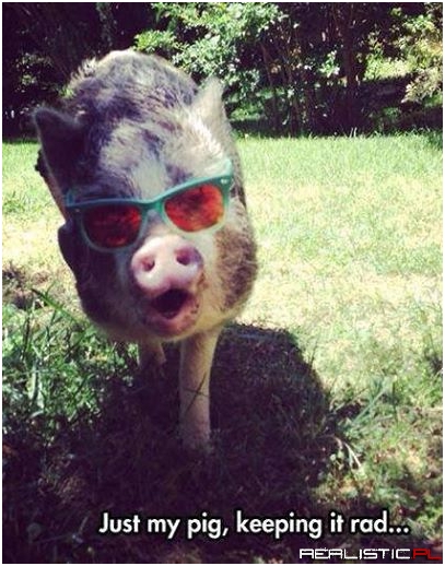 Pig
