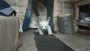 Polar bear