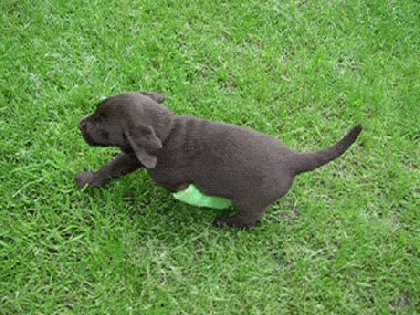 Puppy Don't Care! Puppy Got Stuff to do!