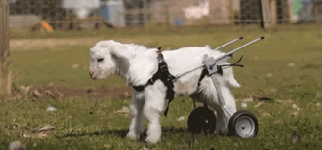 RIP Frostie the Goat