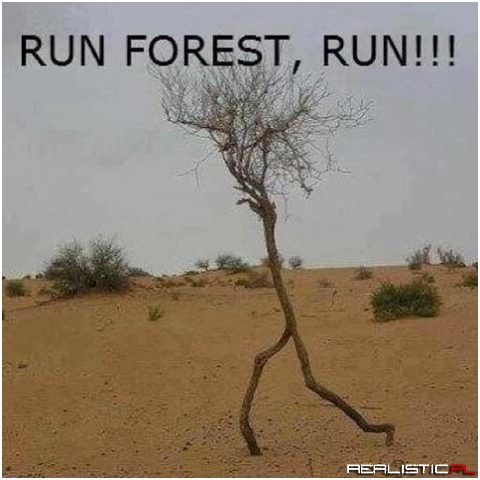 Run forest