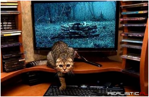 Scary cat