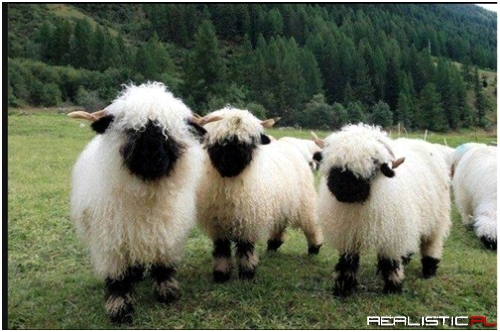 Shaggy Sheep Squee!