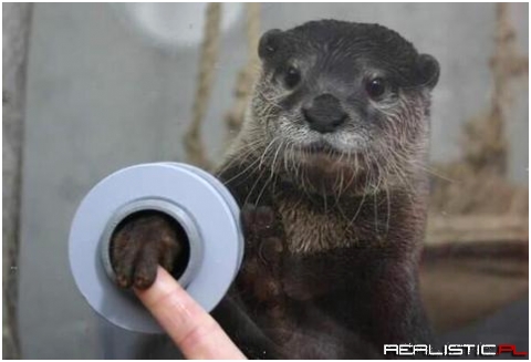 Shake hands with otters