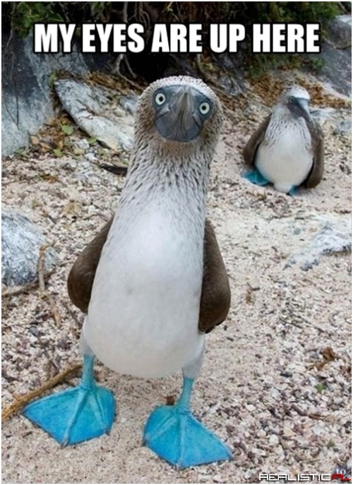 Some Boobies Have Truly Eye-Grabbing Features