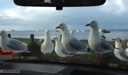 That's for Pooping All Over My Car!