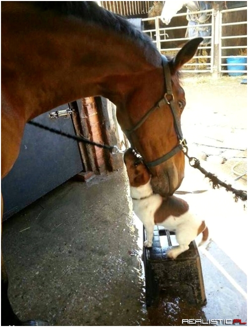 The Tiny Horse Loves His Giant Dog