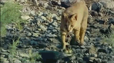 This is Like The Beginning of a Funny Pet Adventure Movie