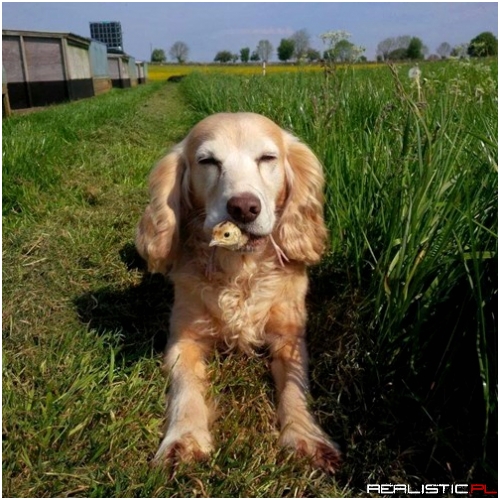Tikkah the Chick Herding Spaniel