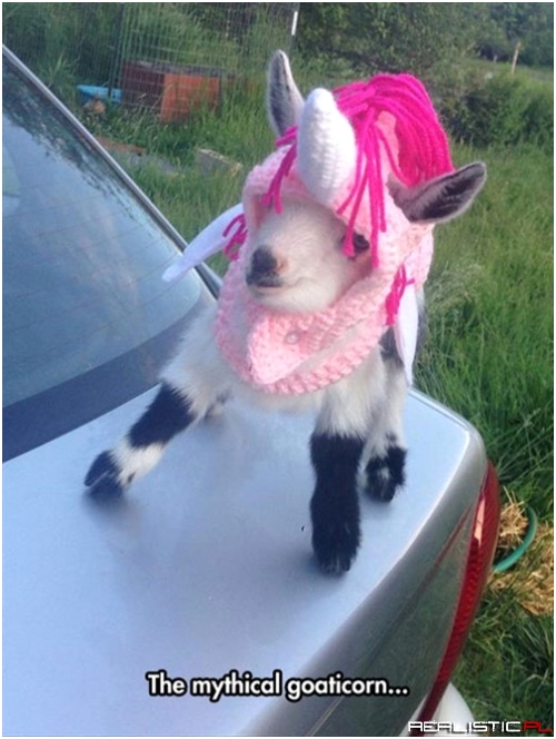 Very Goat Needs a Unicorn Costume