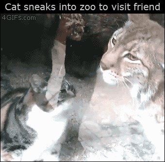Visit a friend
