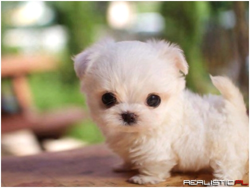 Will You Give Me Some Cuddles
