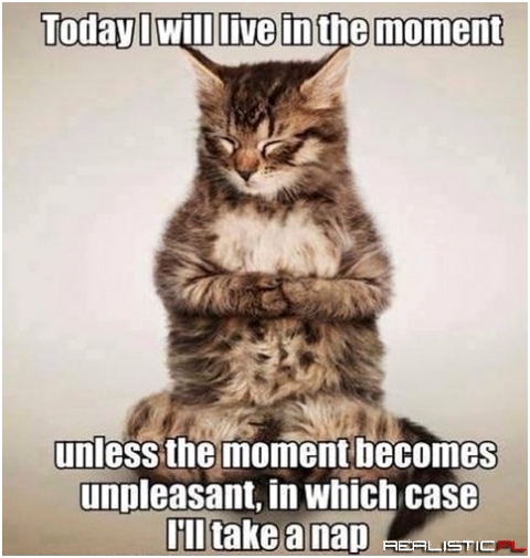 Wise kitty