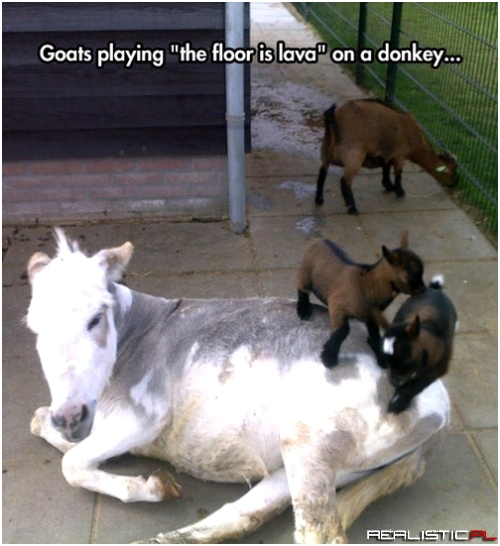 You Better Hoof it to the Top of That Donkey Rock!