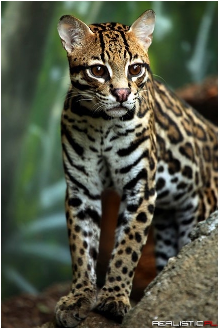You Sure Have an Ocelot of Spots!
