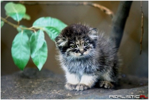 You Will be Overcome With Cuteness by This Pallas Kitten