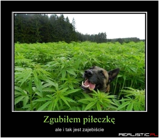 Zgubiłem piłęczkę ....