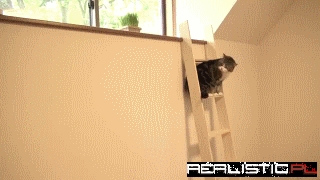 A Cat was Never More Motivated for a Salad Than This