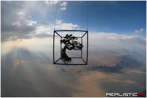 A Japanese Artist Launches Bonsai Into Space